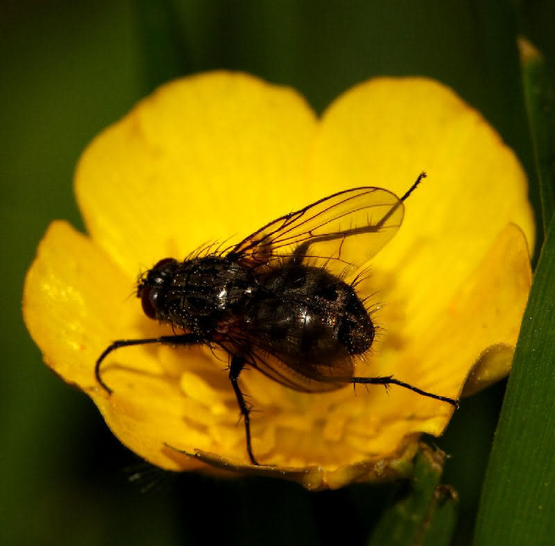 Fliege in Blüte