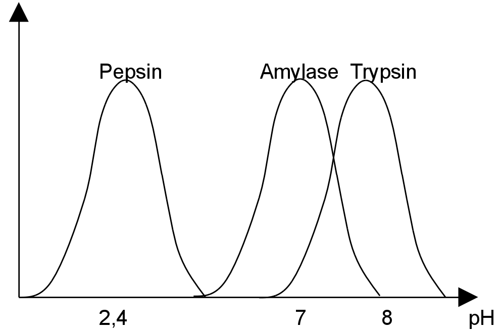 pH-Optimum als Diagramm: Pepsin, Amylase, Trypsin