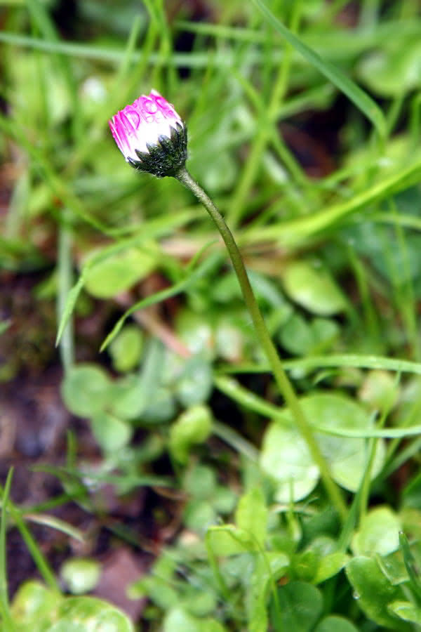 Gänseblümchen