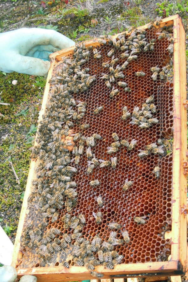 Bienen auf Waben