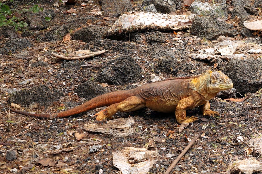 Galapagos Leguan