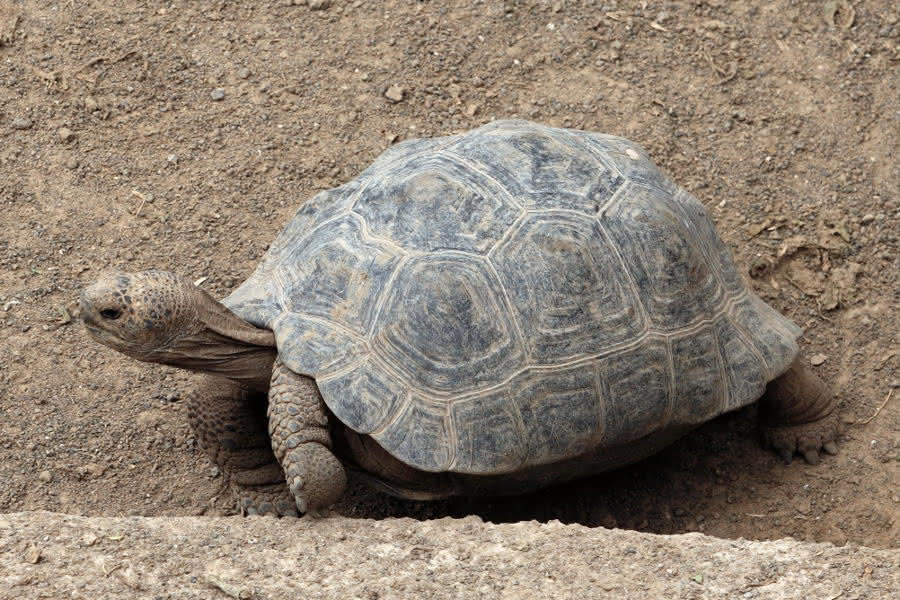 Galapagos Schildkröte