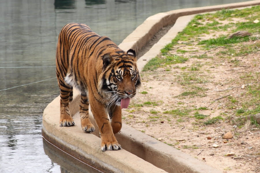 Tiger im Zoo