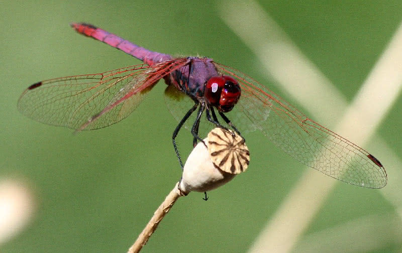 violettter Sonnenzeiger