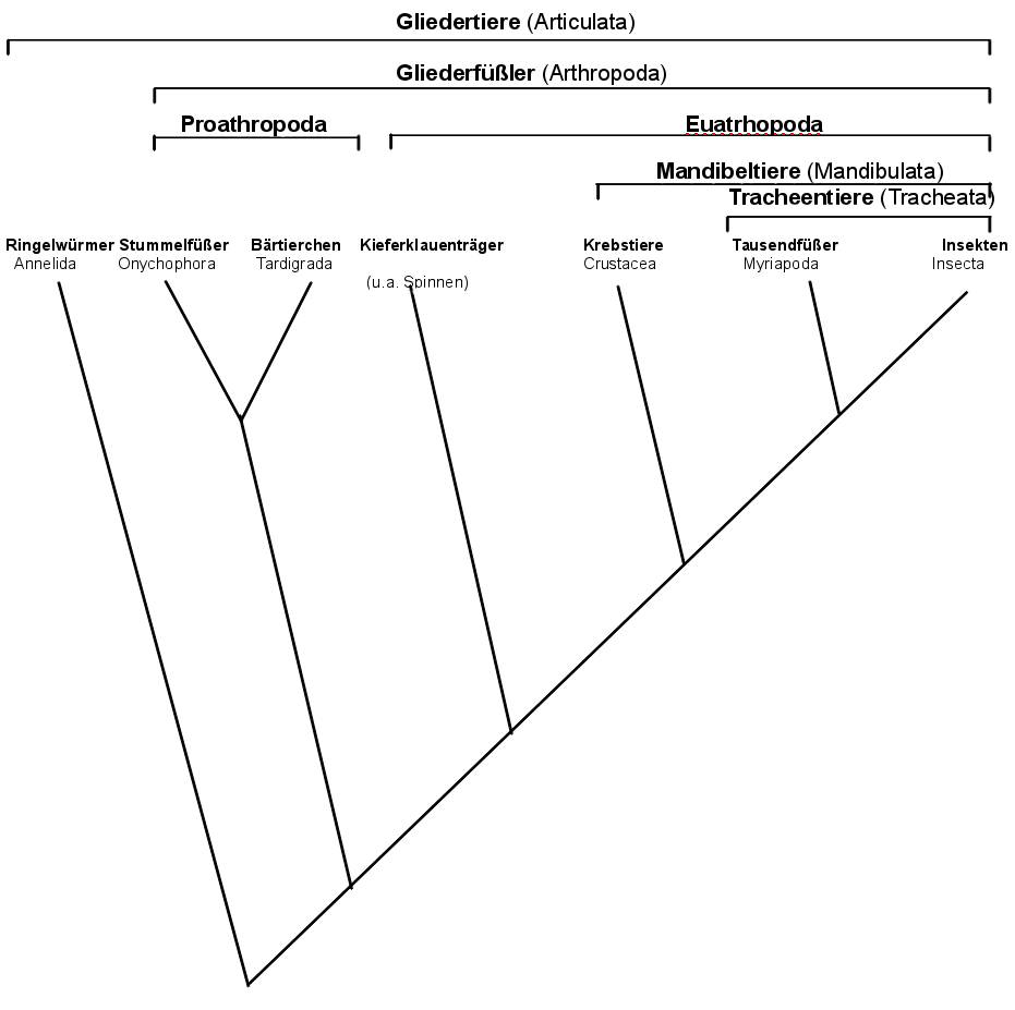 Phylogenetischer Stammbaum der Gliedertiere