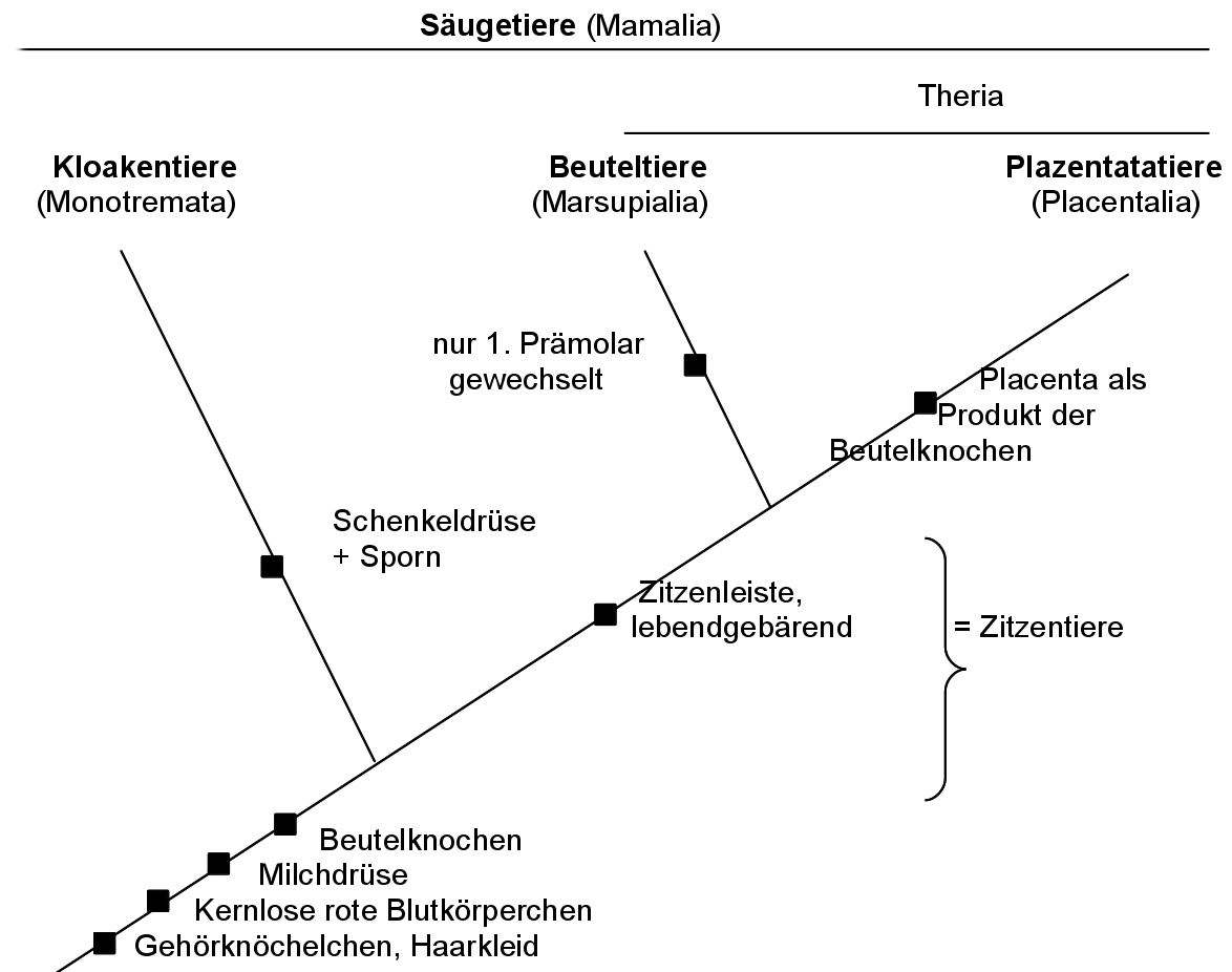 Stammbaum der Säugetiere mit den Erkennungsmerkmalen