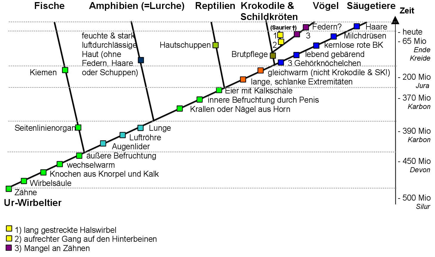 Stammbaum der Wirbeltiere (Vertebrata)