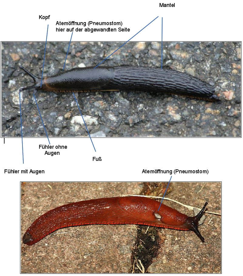 Körperbau der Nacktschnecken - Vergleich rote und schwarze Nacktschnecke