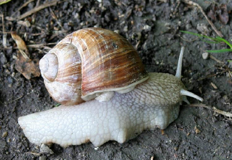 Molluscen, Weichtiere - hier mit Gehäuse