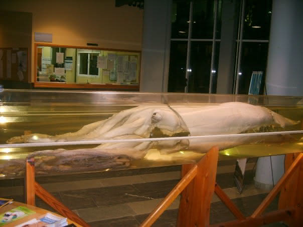 Riesenkalamar - Wikipedia