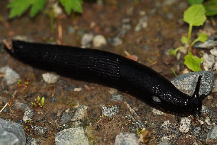 Schwarze Nacktschnecke