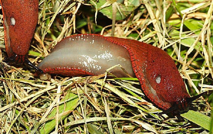 rote Nacktschnecke