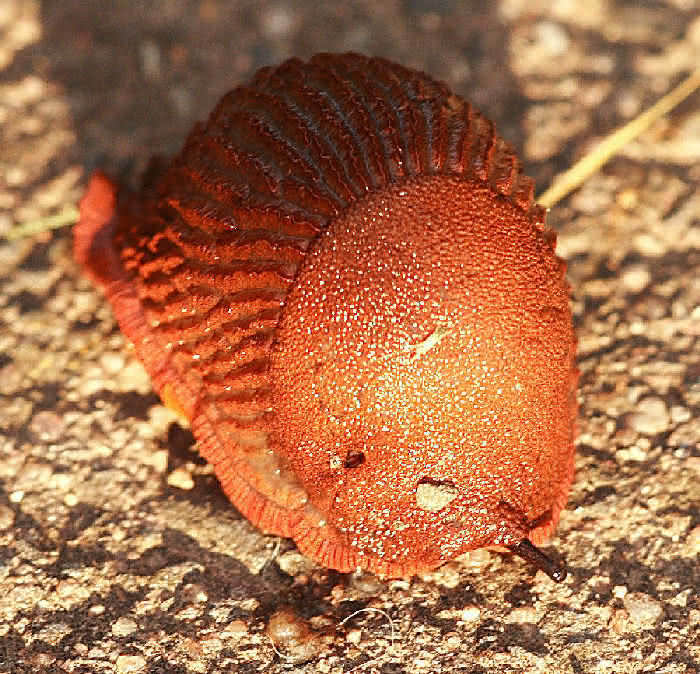 rote Nacktschnecke