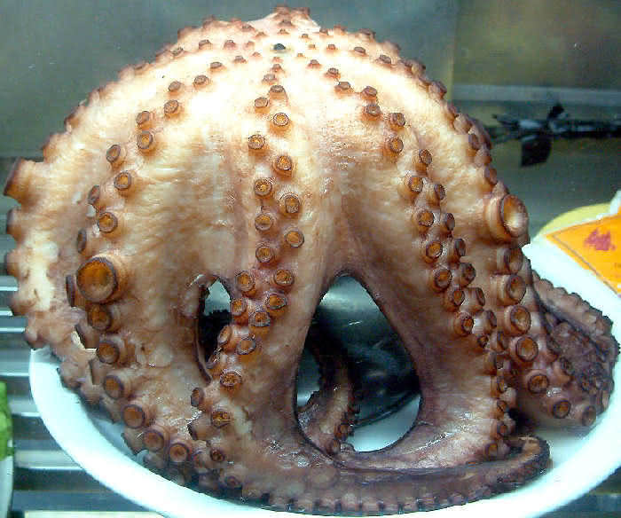 Octopus