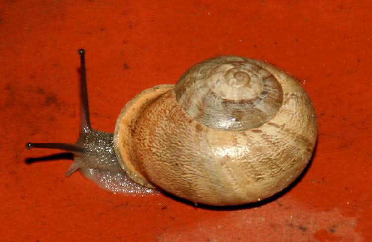 Schnecken - Weichtiere