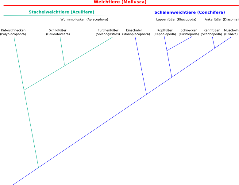 Stammbaum der Weichtiere