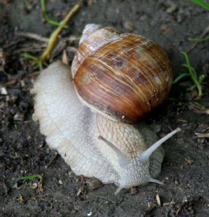 Weinbergschnecke