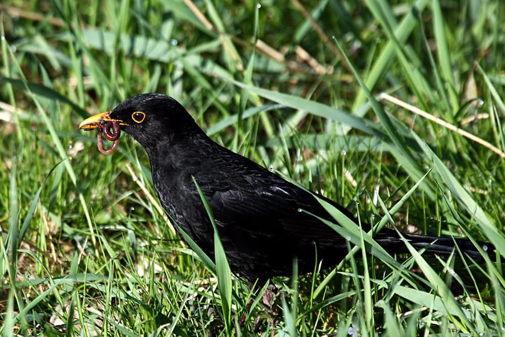 Amsel mit Regenwurm im Maul