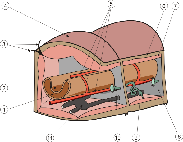 Körperbau eines Ringelwurms