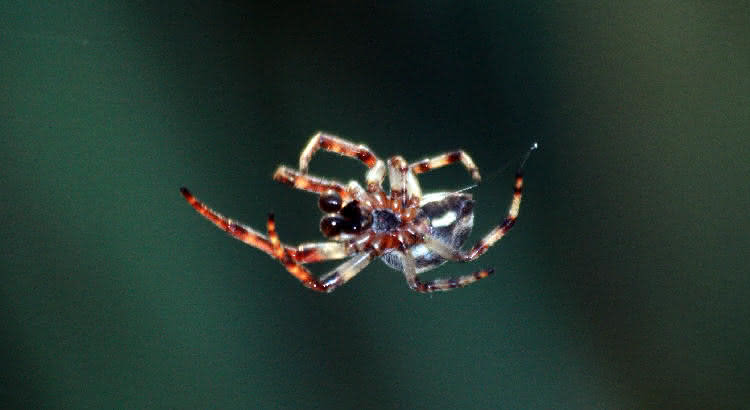 Spinne bei der Jagd auf Beute