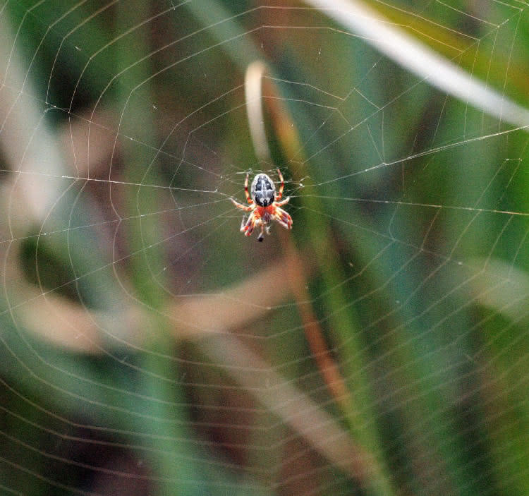 Netzbau der Spinnen