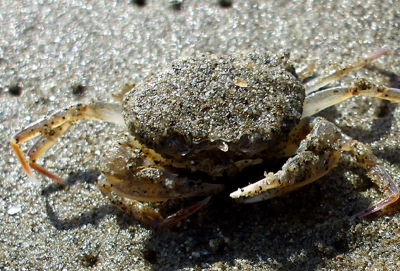 Krabbe am Strand