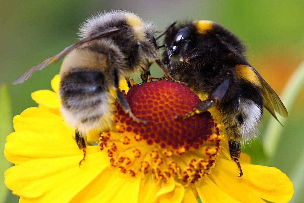 Bienen beim Nektarsammeln - Mundwerkzeuge