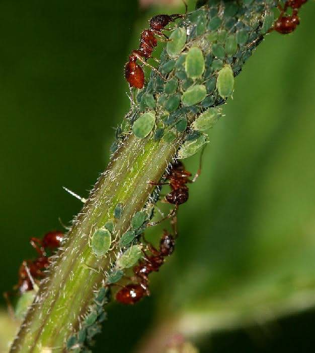 Ameisen beschützen Blattläuse - Symbiose