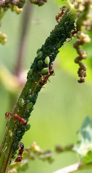Ameisen leben in Symbiose mit Blattläusen