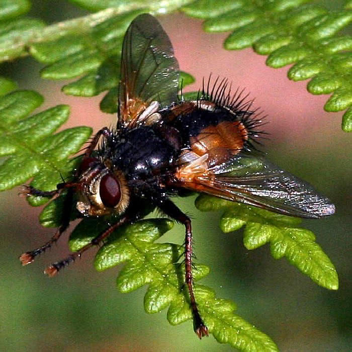 Fliegenkörper mit Haaren und Komplexauge