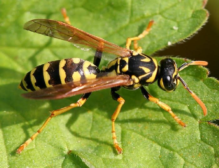 Der Einschnitt im Insektenkörper verleiht der Gruppe den Namen!