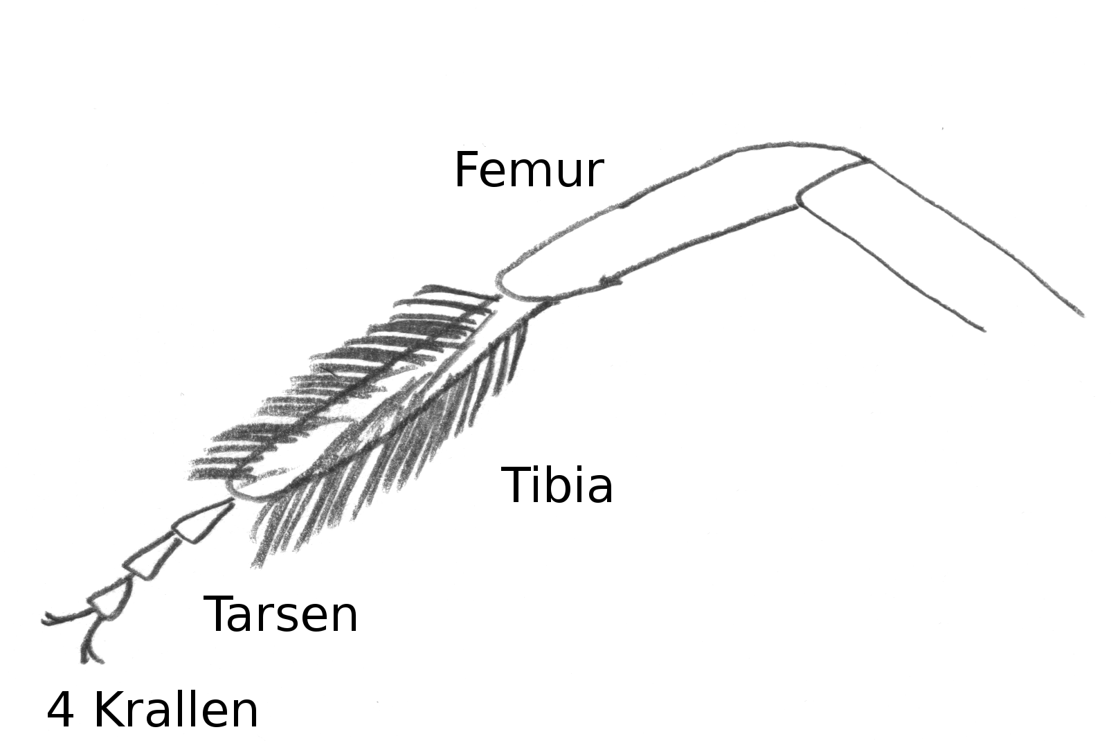 Beine der Honigbiene