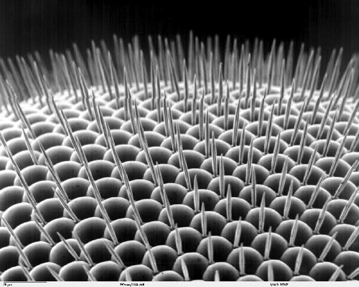 Elektronenmikroskopisches Bild des Insektenauges