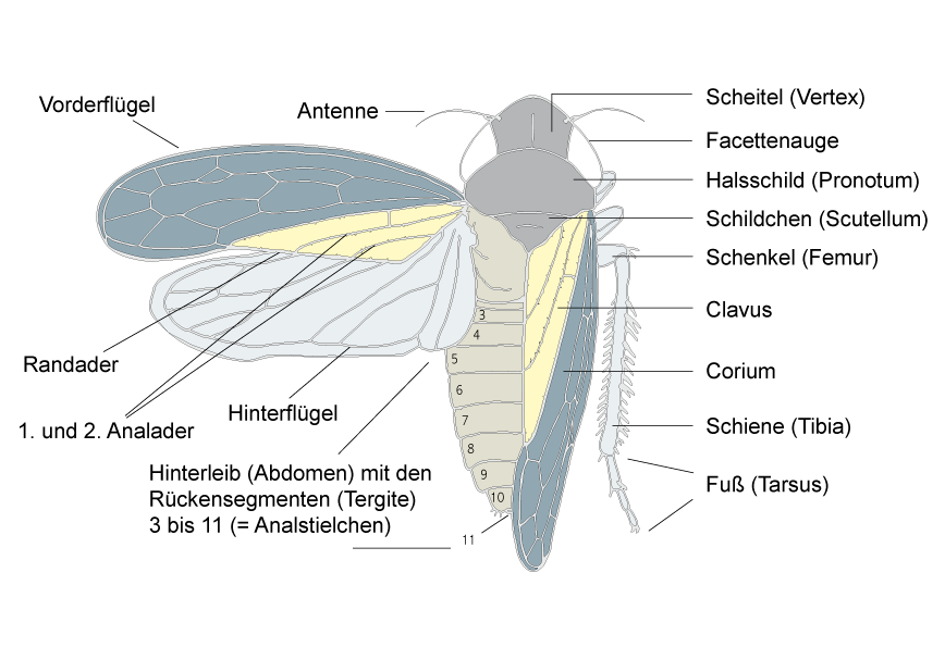 Insektenkörper - Schmetterling