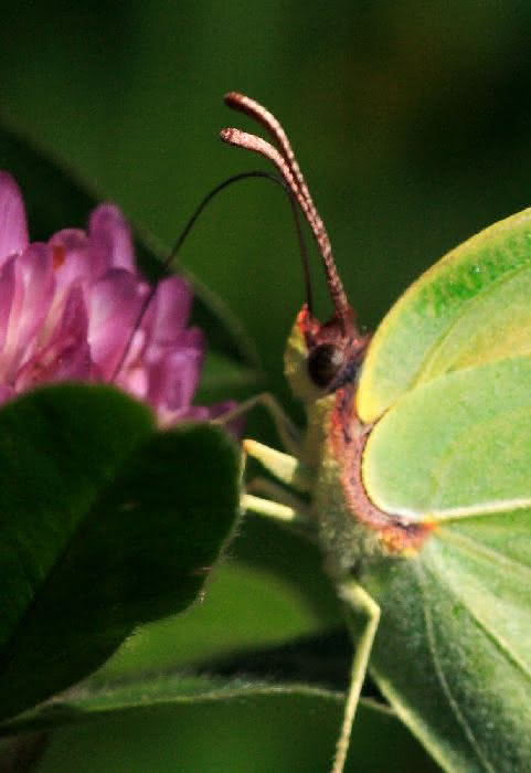 Schmetterling