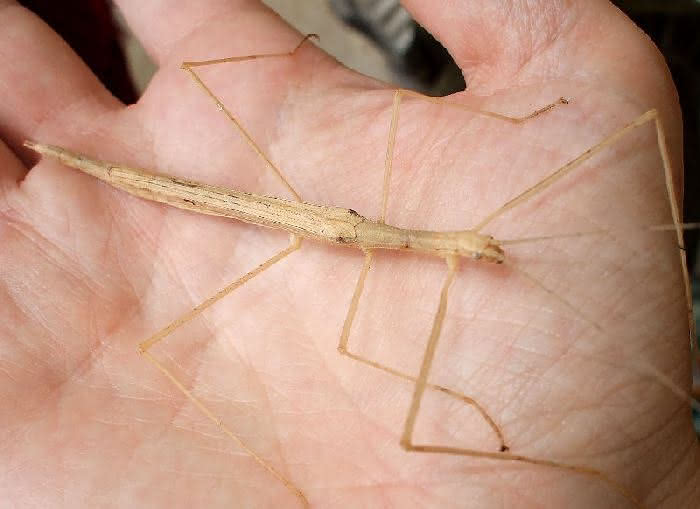 Insektenbeine: Laufbeine der Stabheuschrecke