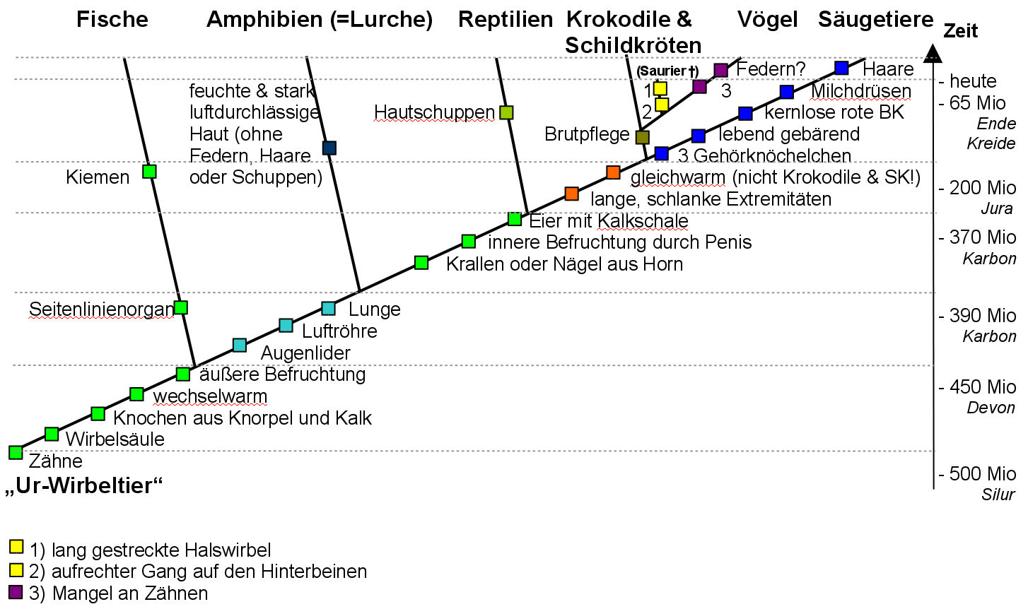 Der (phylogenetische) Stammbaum der Wirbeltiere