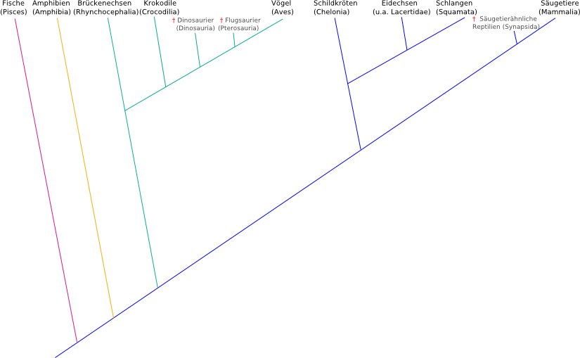 detailierter phylogenetischer Stammbaum der Wirbeltiere