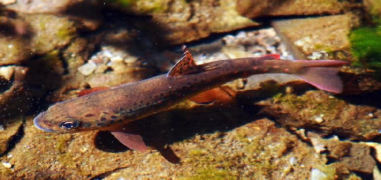 Bachforelle "schwebt" im Wasser - dank Schwimmblase