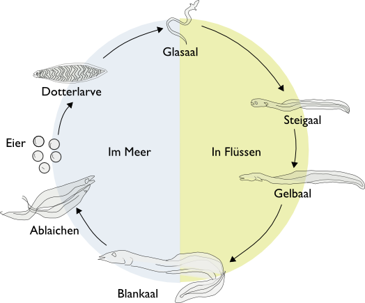 Stadien der Aalentwicklung