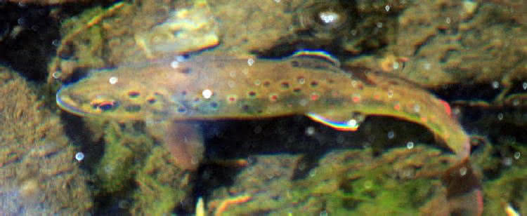 Forellenbewegungen - elastische Wirbelsäule der Fische - Vorwärtsbewegung