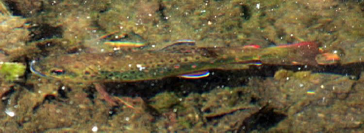 Forellenbewegungen - elastische Wirbelsäule der Fische - Vorwärtsbewegung