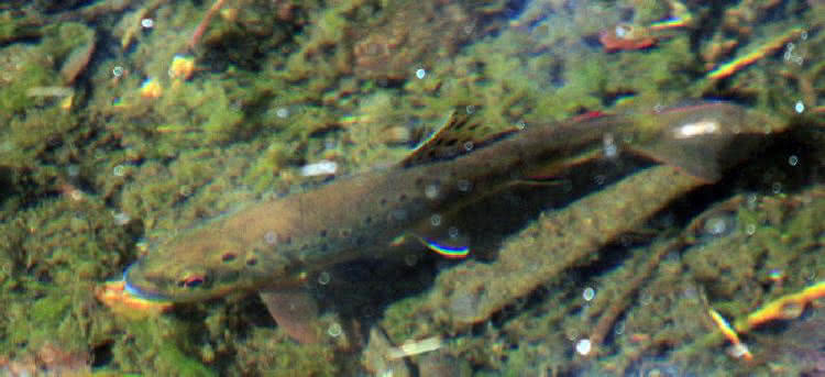 Forellenbewegungen - elastische Wirbelsäule der Fische - Vorwärtsbewegung