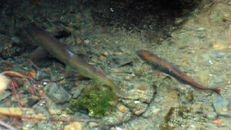 Paarung bei Forellen - Annäherung des Weibchens