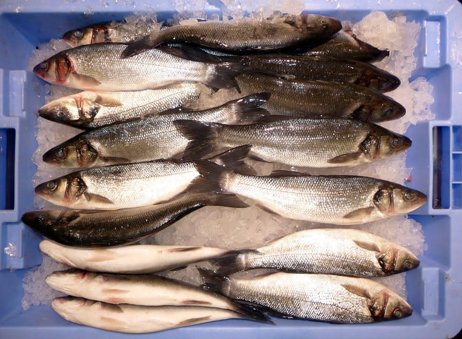 Salmonetas