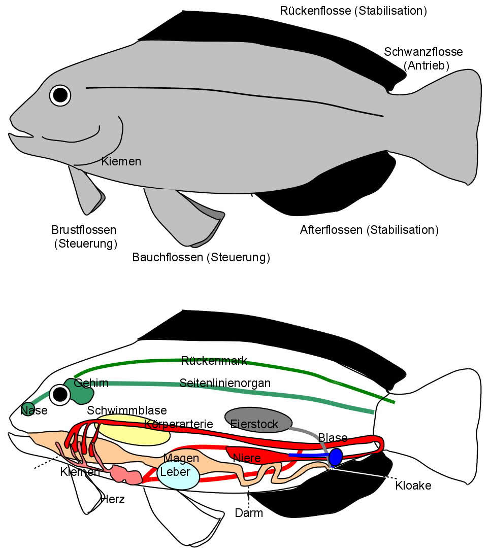 Der Körperbau der Fische (einfache Vektorzeichnung)