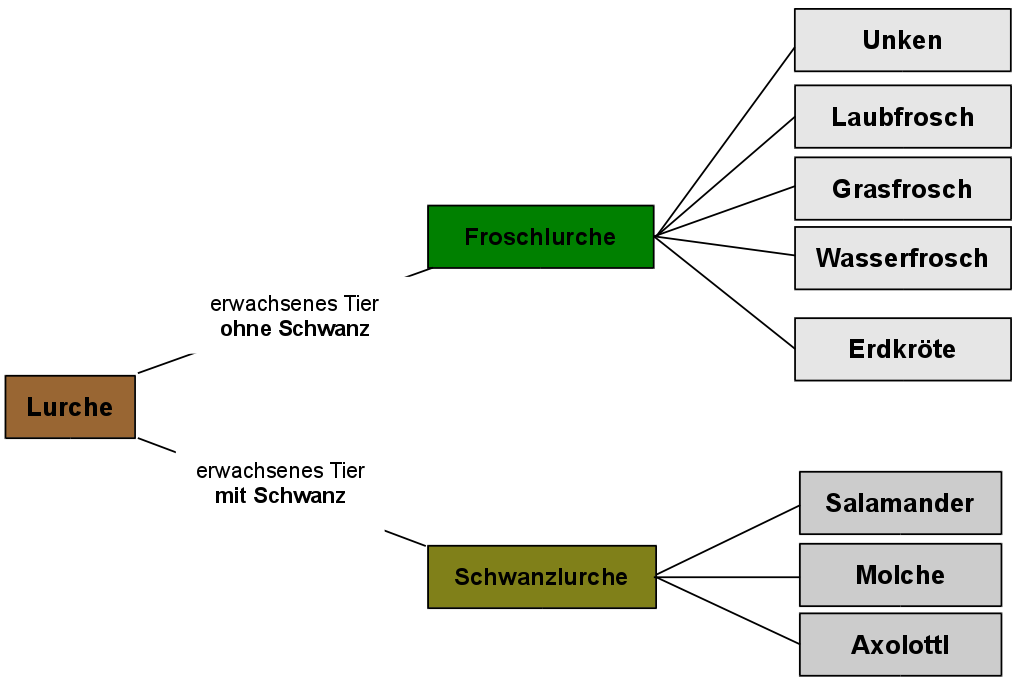 Einfache Systematik der Lurche (Amphibien)