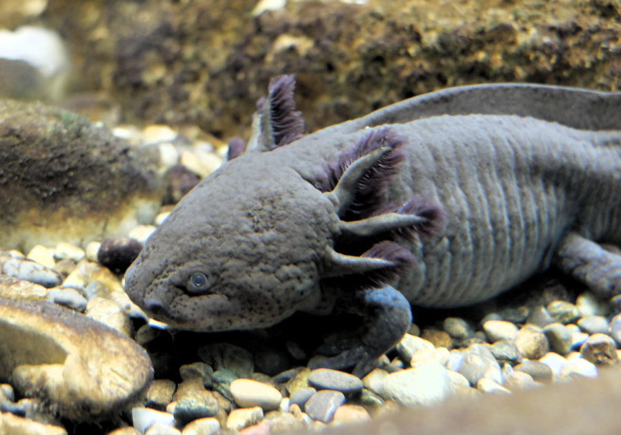 Axolotl, erwachsenes Tier