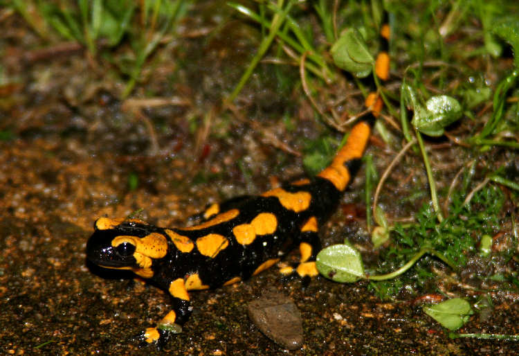 Feuersalamander