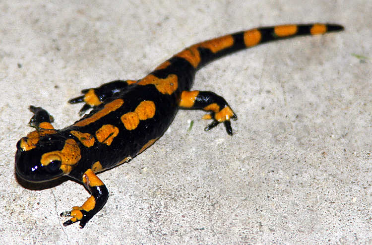 Feuersalamander